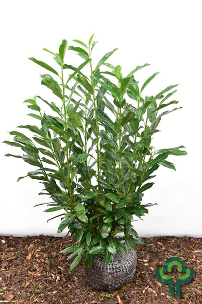 Prunus laurocerasus 'Reynvaanii'