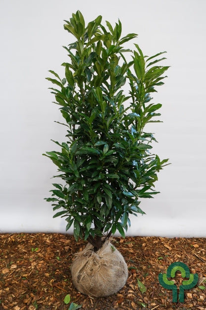 Prunus laurocerasus 'Reynvaanii'