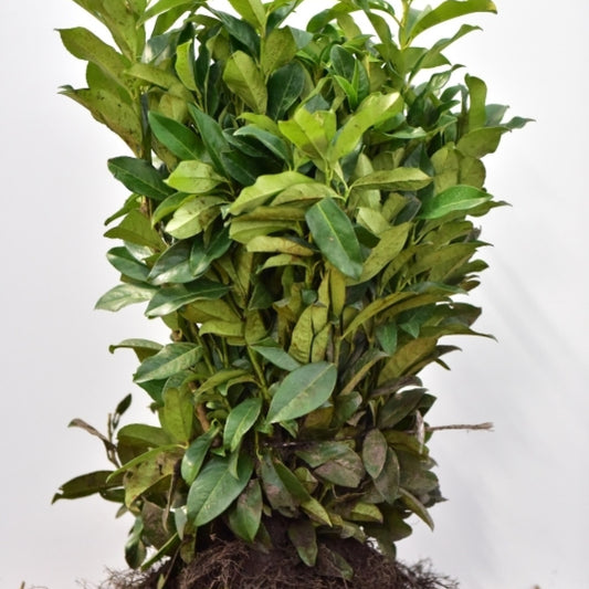 Prunus laurocerasus Genolia ®