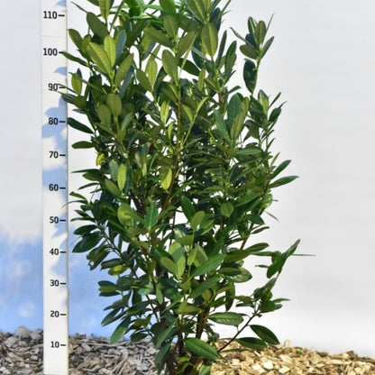 Prunus laurocerasus 'Greentorch'
