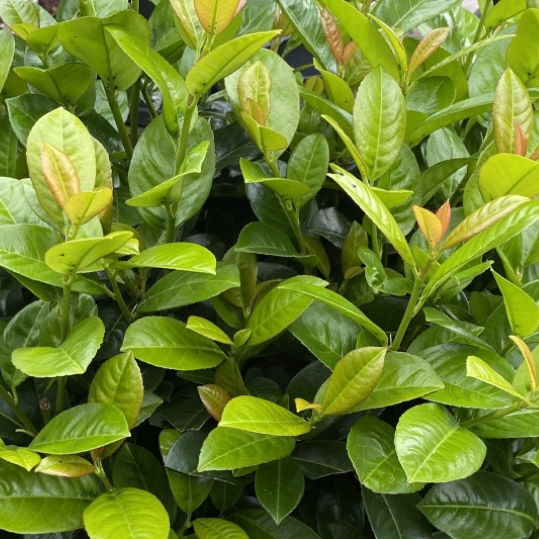 Prunus laurocerasus 'Ani'