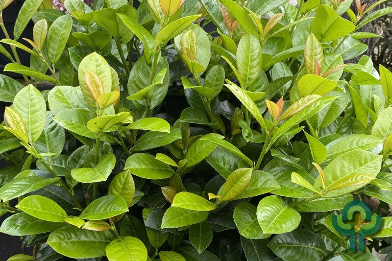 Prunus laurocerasus 'Ani'