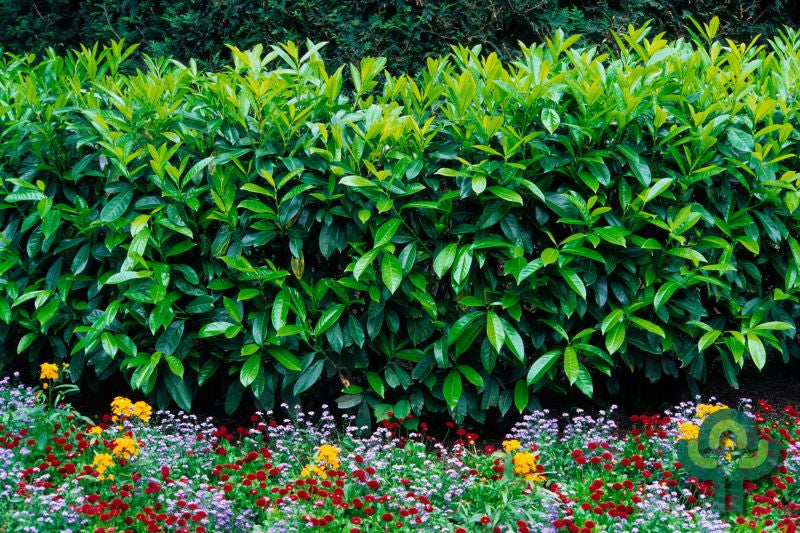 Prunus laurocerasus 'Caucasica'