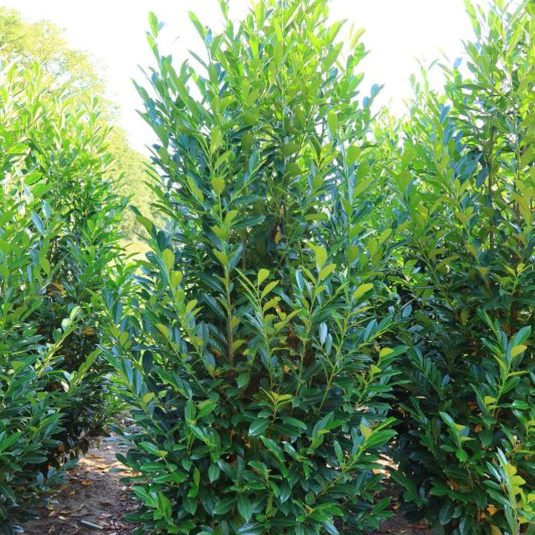 Prunus laurocerasus 'Elly' ®