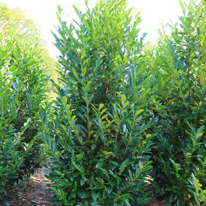 Prunus laurocerasus 'Elly' ®