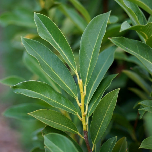 Prunus laurocerasus 'Elly' ®