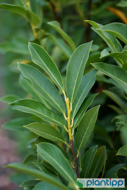 Prunus laurocerasus 'Elly' ®