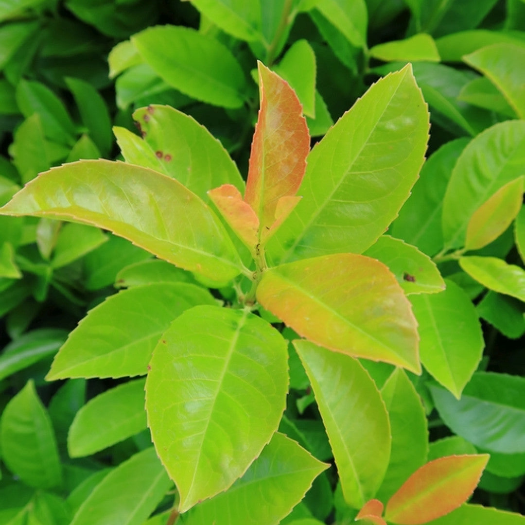 Prunus laurocerasus Etna ®