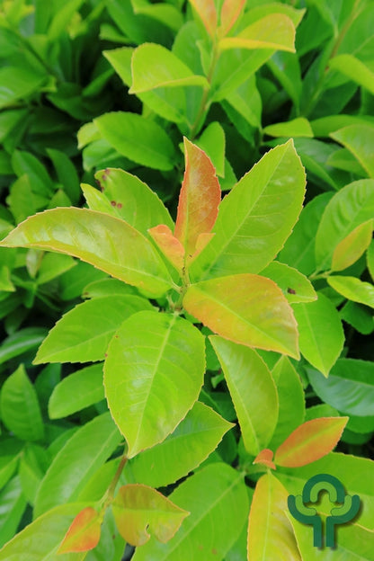 Prunus laurocerasus Etna ®