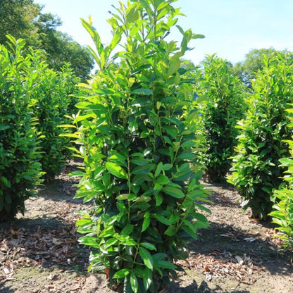 Prunus laurocerasus Genolia ®