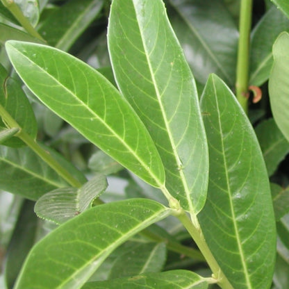 Prunus laurocerasus Genolia ®