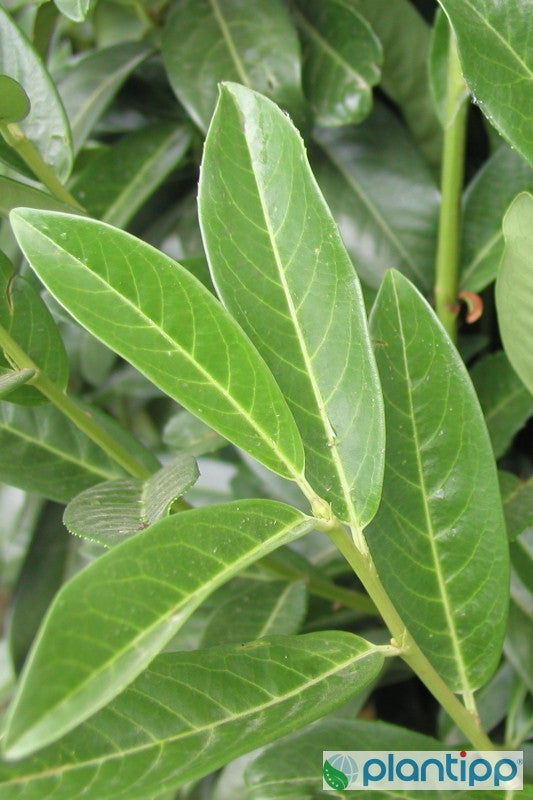 Prunus laurocerasus Genolia ®