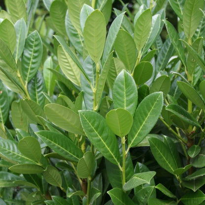 Prunus laurocerasus 'Greentorch'
