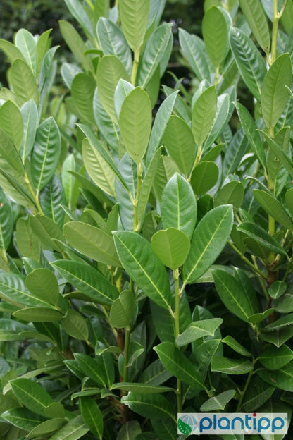 Prunus laurocerasus 'Greentorch'