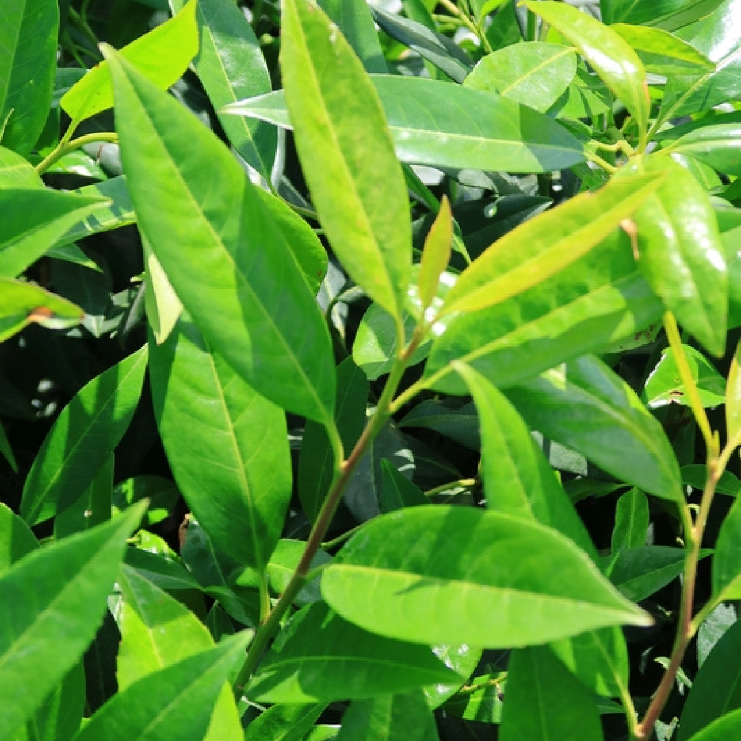 Prunus laurocerasus 'Herbergii'