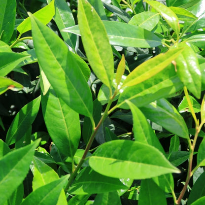 Prunus laurocerasus 'Herbergii'