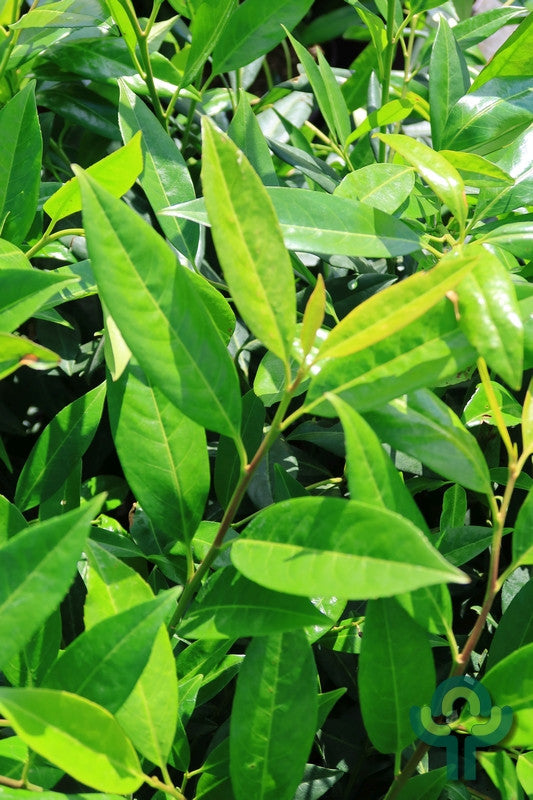 Prunus laurocerasus 'Herbergii'