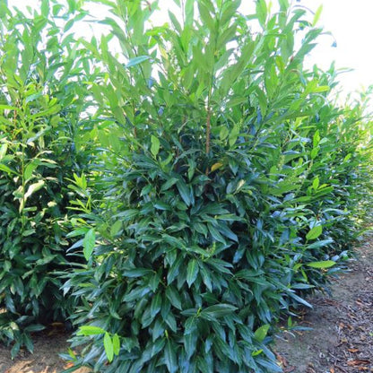 Prunus laurocerasus 'Herbergii'