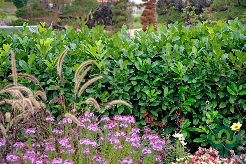 Prunus laurocerasus 'Rotundifolia'