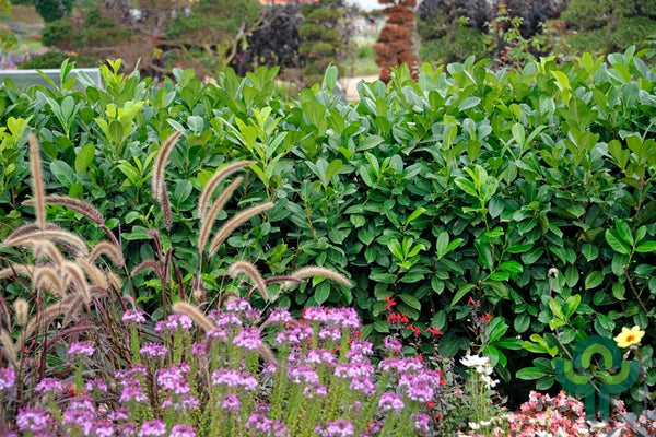 Prunus laurocerasus 'Rotundifolia'