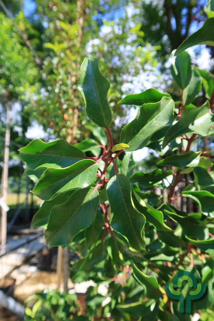 Prunus lusitanica 'Brenelia'