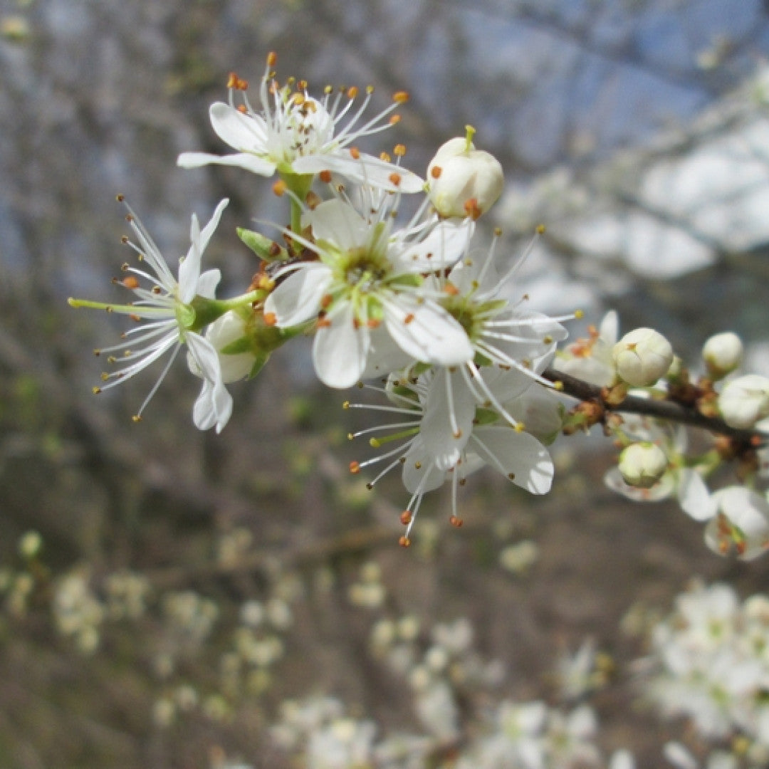 Prunus spinosa