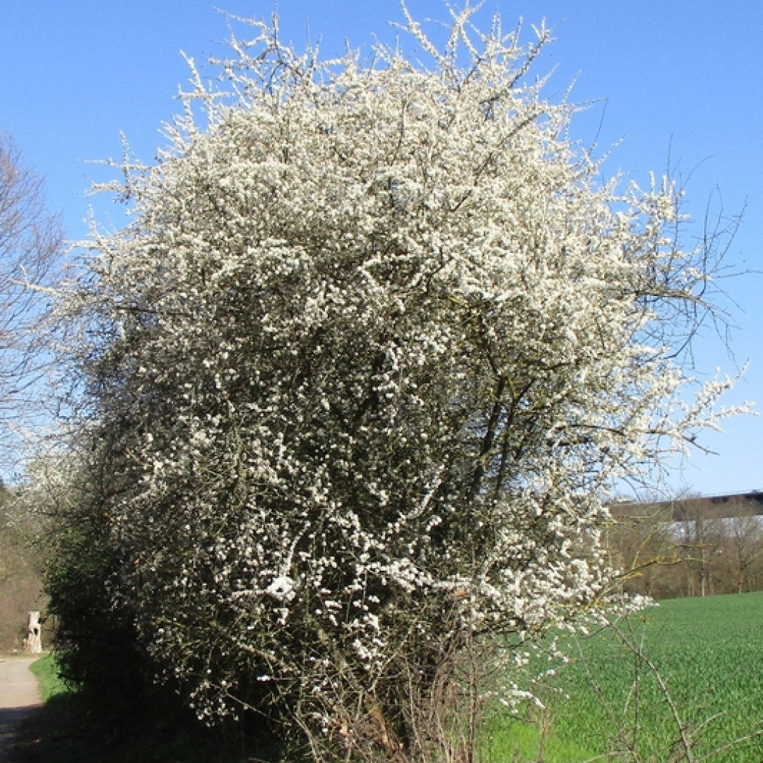 Prunus spinosa