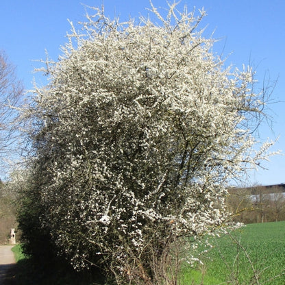 Prunus spinosa