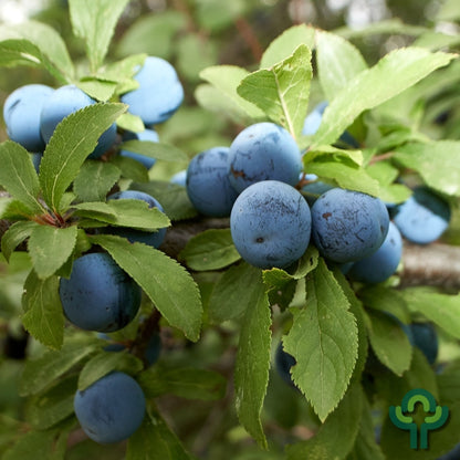 Prunus spinosa