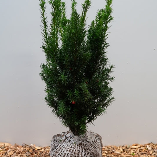 Taxus media 'Hicksii'