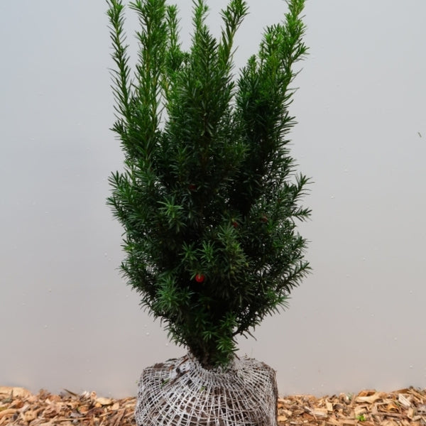 Taxus media 'Hicksii'