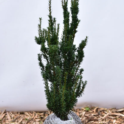 Taxus media 'Hillii'