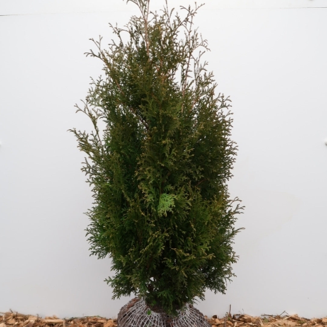 Thuja occidentalis 'Pyramidalis Compacta'