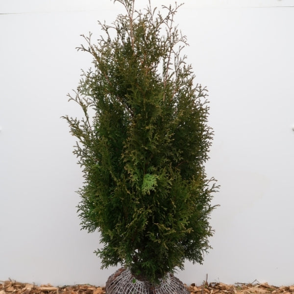 Thuja occidentalis 'Pyramidalis Compacta'