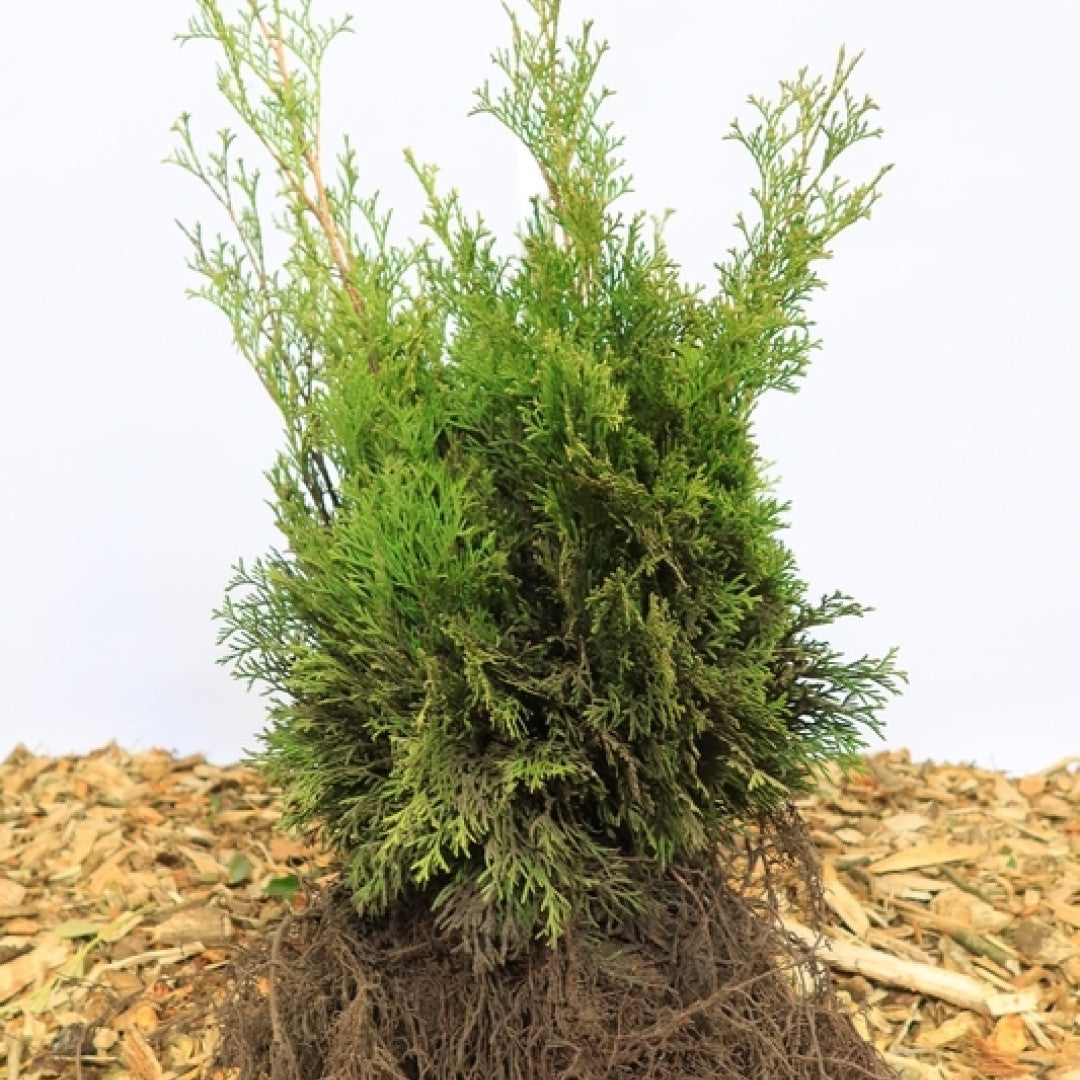 Thuja occidentalis 'Smaragd'