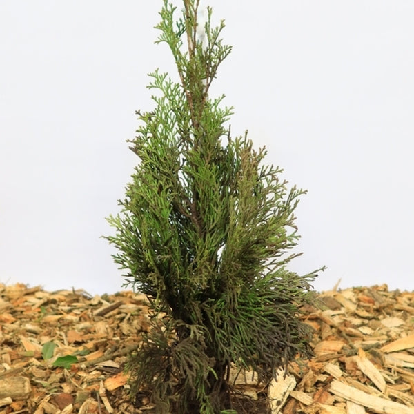 Thuja occidentalis 'Smaragd'