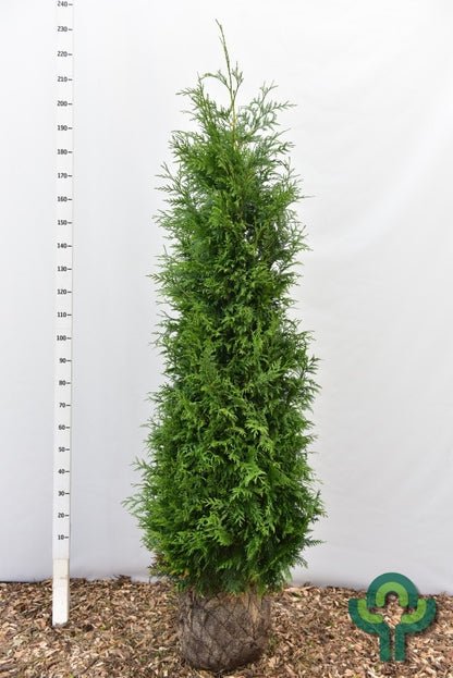 Thuja plicata 'Excelsa'