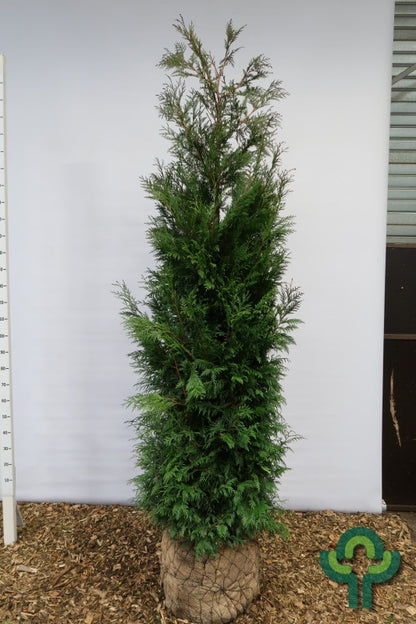 Thuja plicata 'Excelsa'