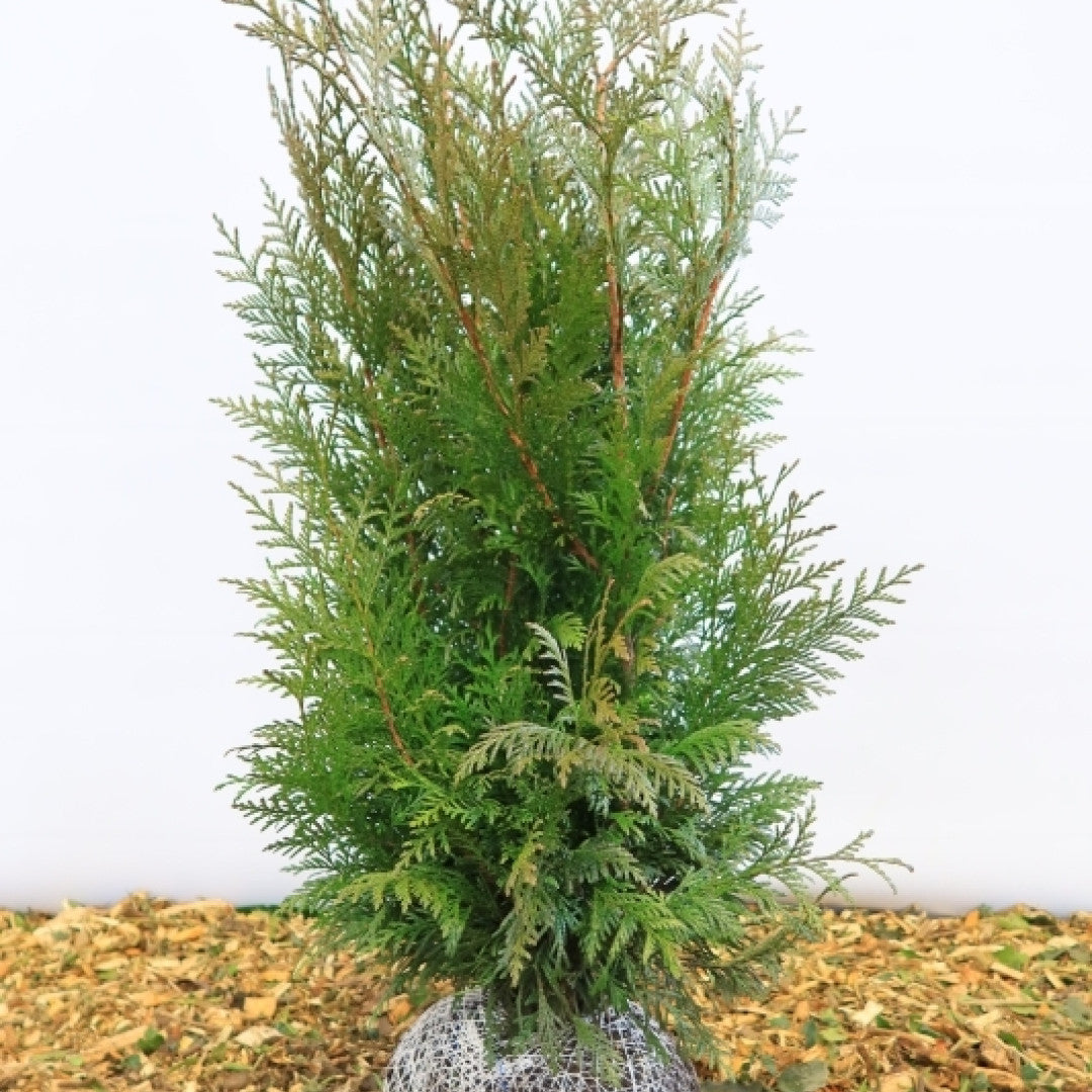 Thuja plicata 'Martin'