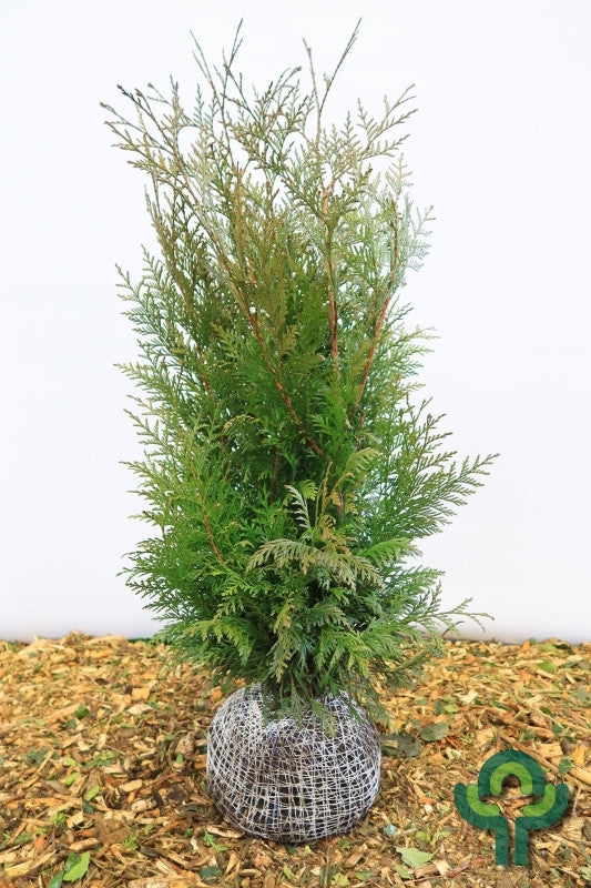 Thuja plicata 'Martin'