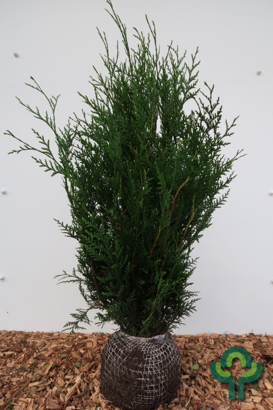 Thuja plicata 'Martin'