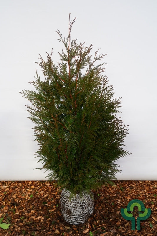 Thuja plicata 'Martin'