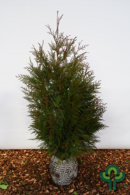 Thuja plicata 'Martin'
