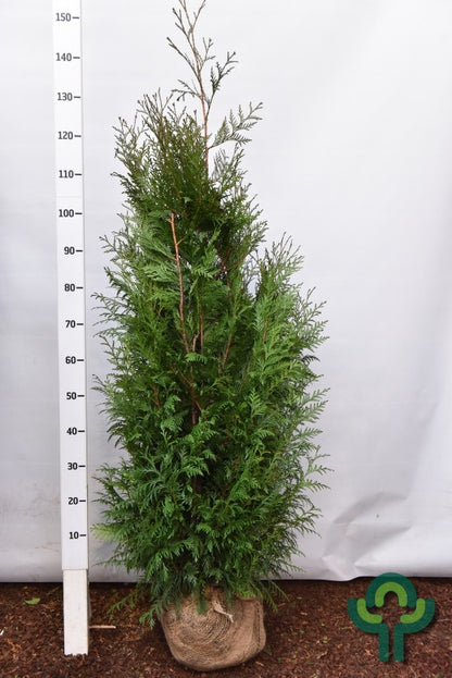 Thuja plicata 'Martin'