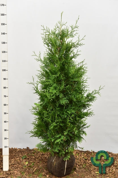 Thuja plicata 'Martin'
