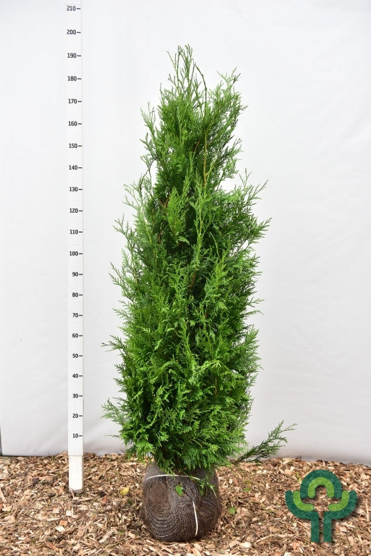 Thuja plicata 'Martin'