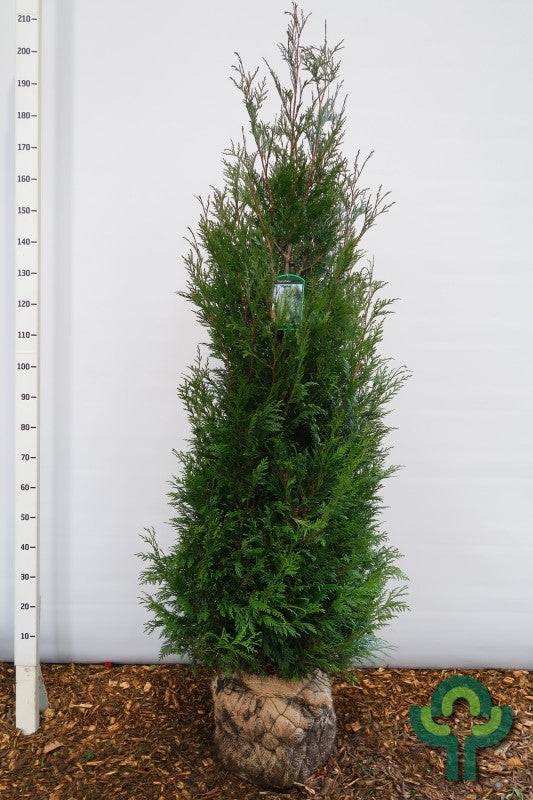 Thuja plicata 'Martin'