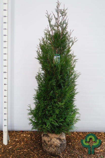 Thuja plicata 'Martin'