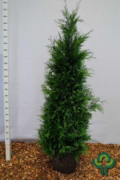 Thuja plicata 'Martin'