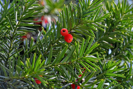 Taxus baccata